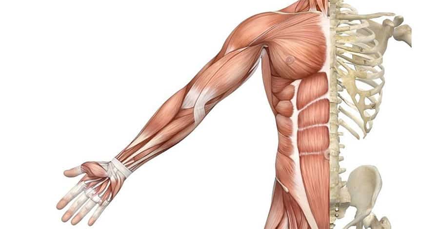 Stronger Muscles and Bones